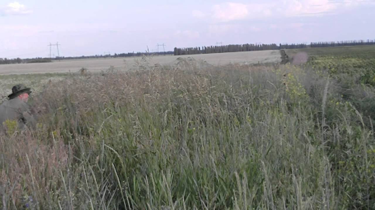 Ловля перепела 2