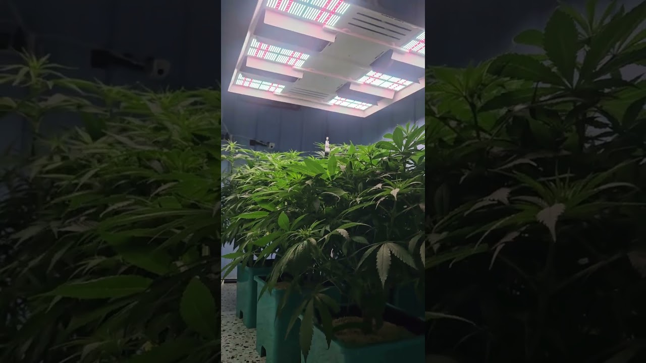Are you still flowering using a 12/12 cycle? Want to increase your yields by up to 30%?