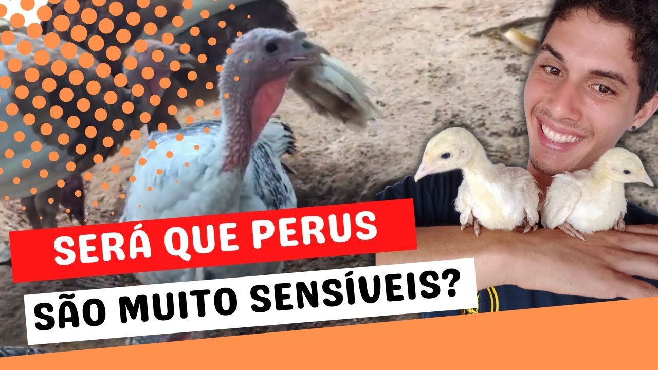 7 DICAS para começar sua Criação de Perus