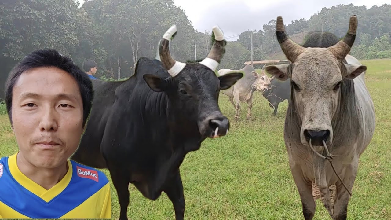 วันว่างๆปล้ำลูกวัว ลูกของดำบ้าทุ่งใหญ่ vs ลูกของคู่เกิดกัสจัง (ไม่มีตอนชนกัน)