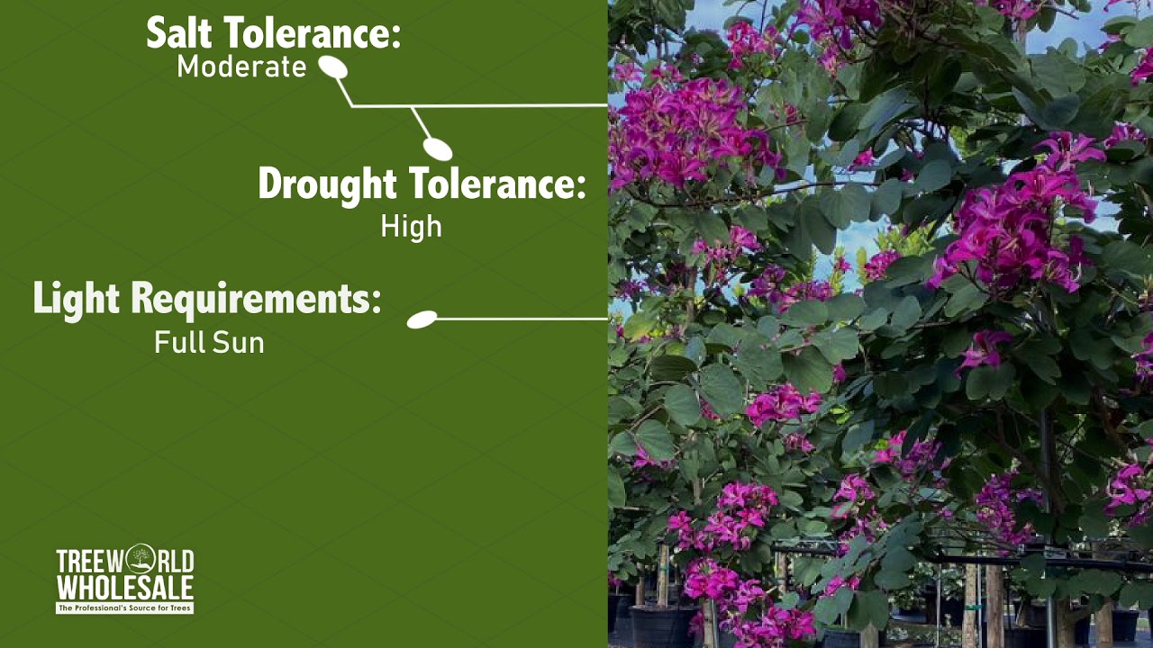 Bauhinia x Blakeana Hong Kong Orchid V02