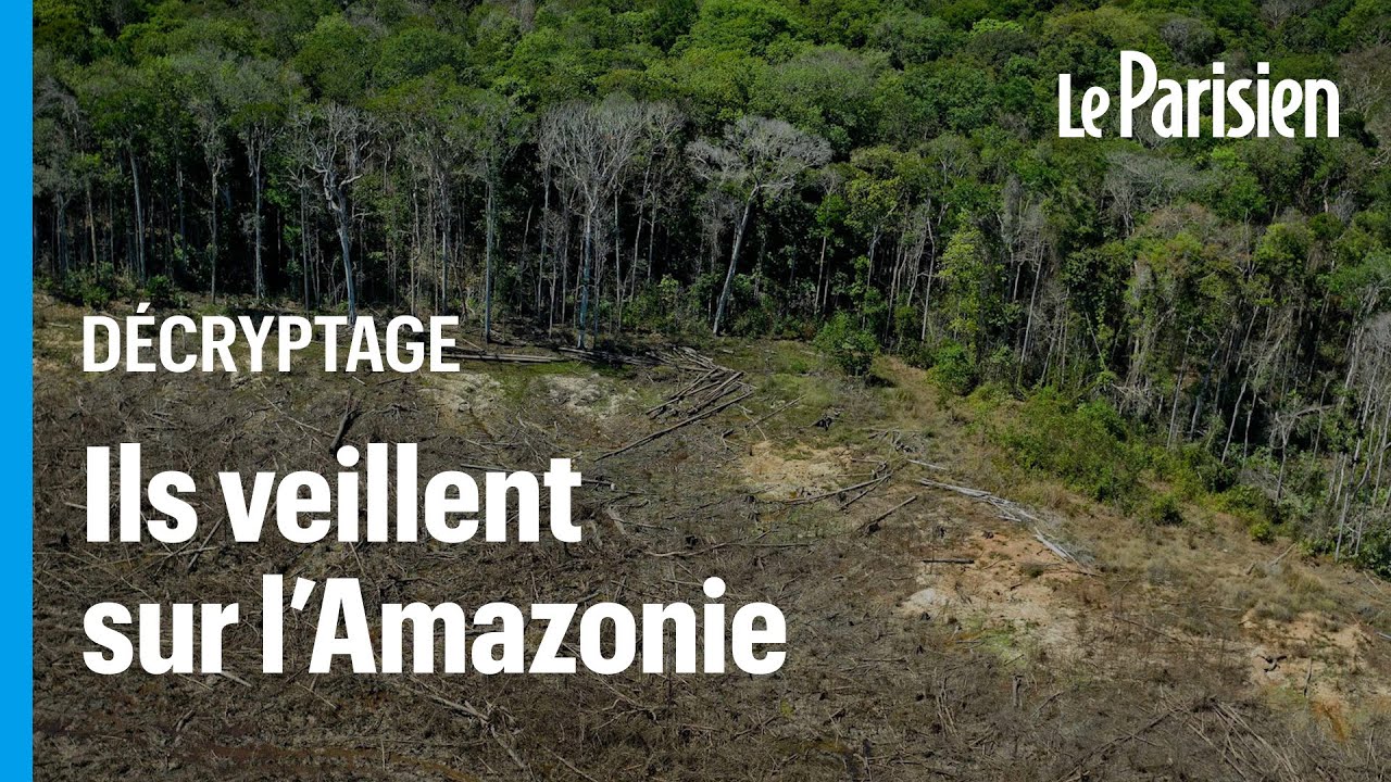 Forêt amazonienne : le Brésil à nouveau surveillé par des satellites contre la déforestation