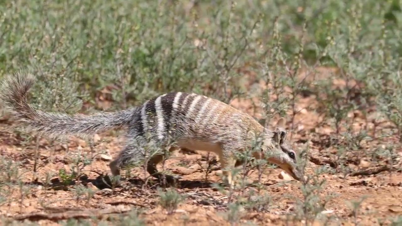 New Numbat arrivals boost NSW population