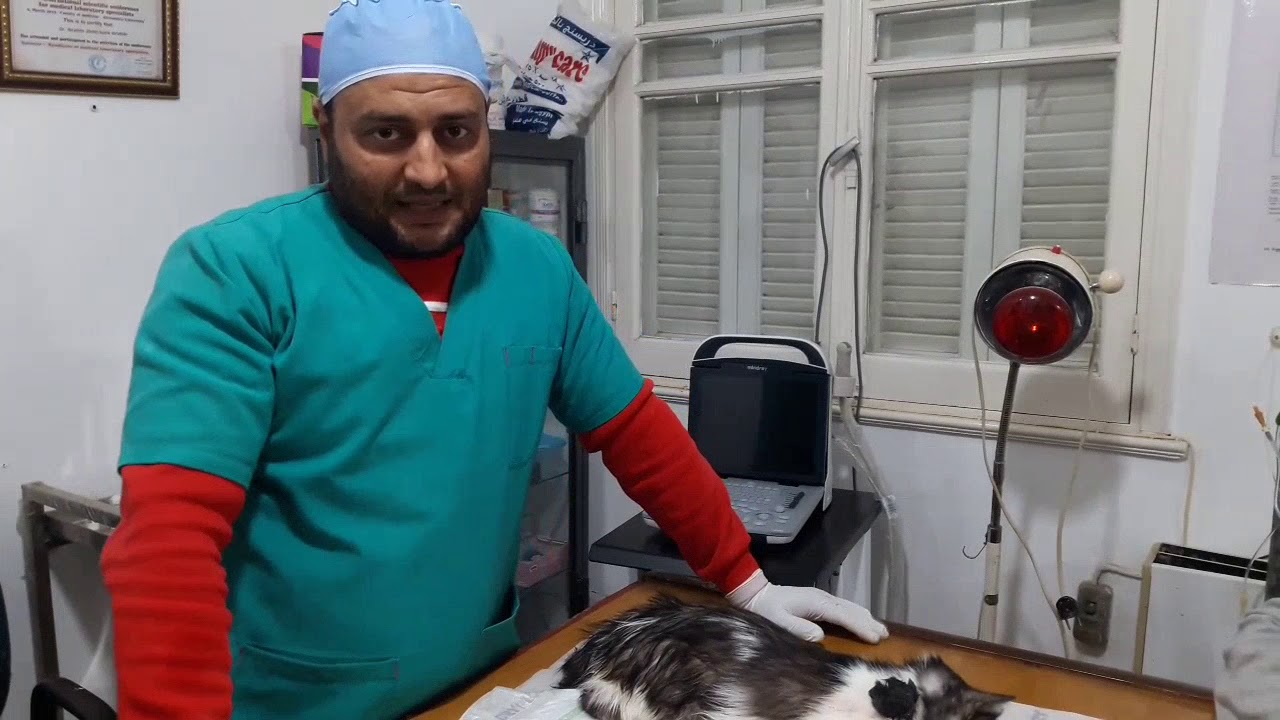 ولاده قيصريه للقطه توكى    caesarean section for cat