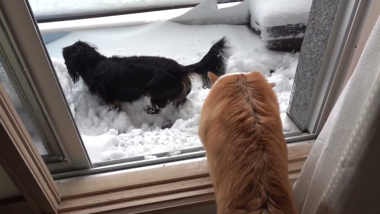 リクとまいは、吹雪の朝に・・・