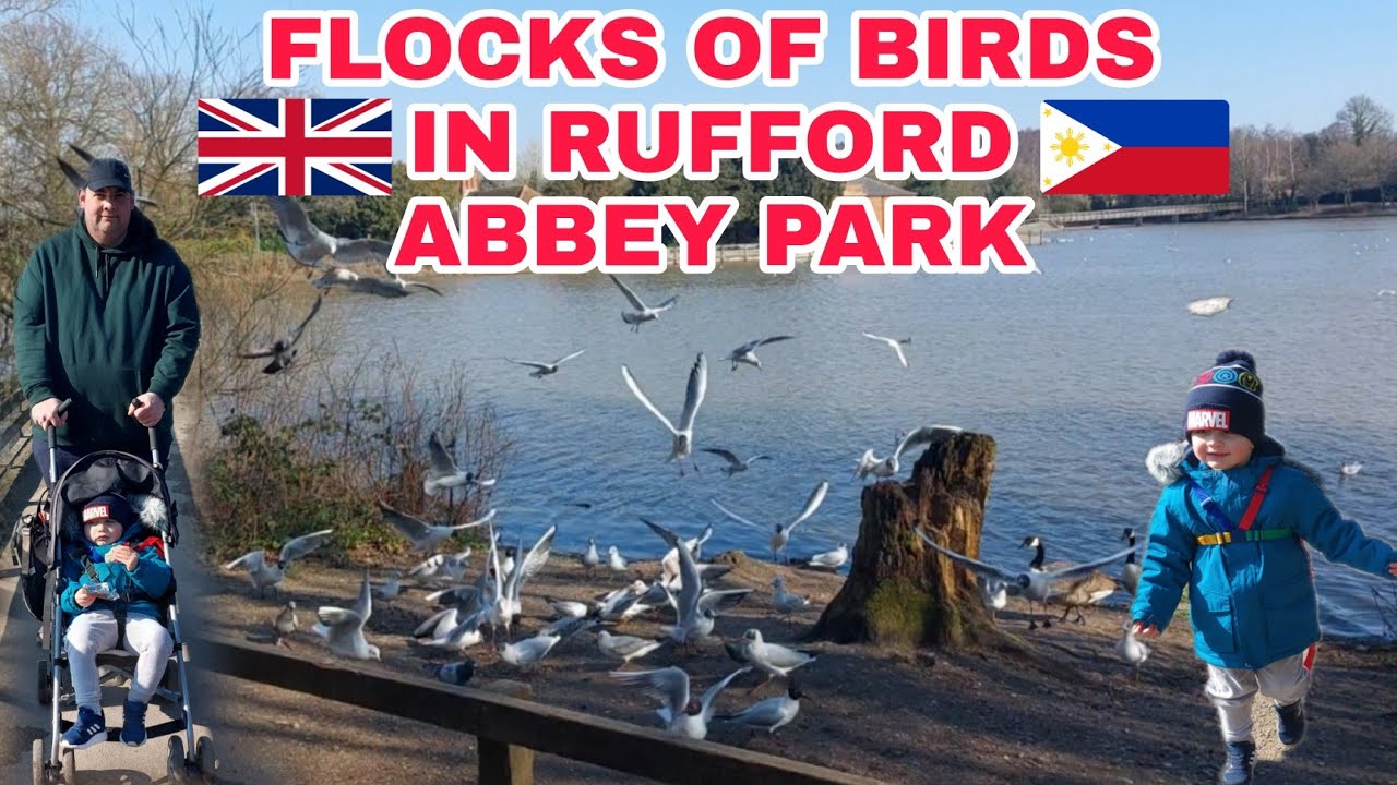 A BEAUTIFUL FLOCKS OF BIRDS LIKE A SHOW IN RUFFORD ABBEY PARK UNITED KINGDOM