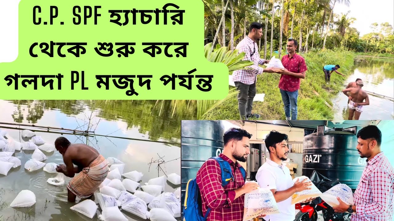 C.P. SPF গলদা চিংড়ি হ্যাচারি থেকে শুরু করে নতুন একটি গলদা চিংড়ি ফার্মে পিএল মজুদ পর্যন্ত যাওয়া..... 