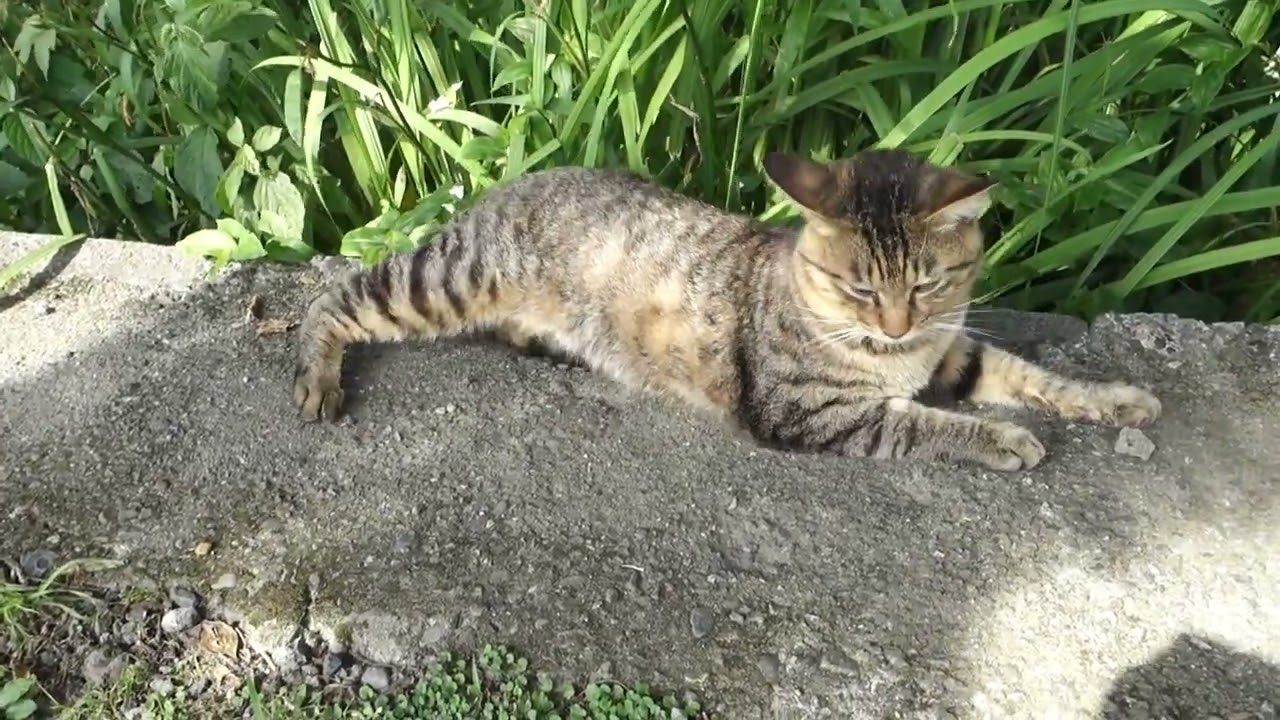 【Cat Video】 meowmeow Happy #cat  #cats  #cute