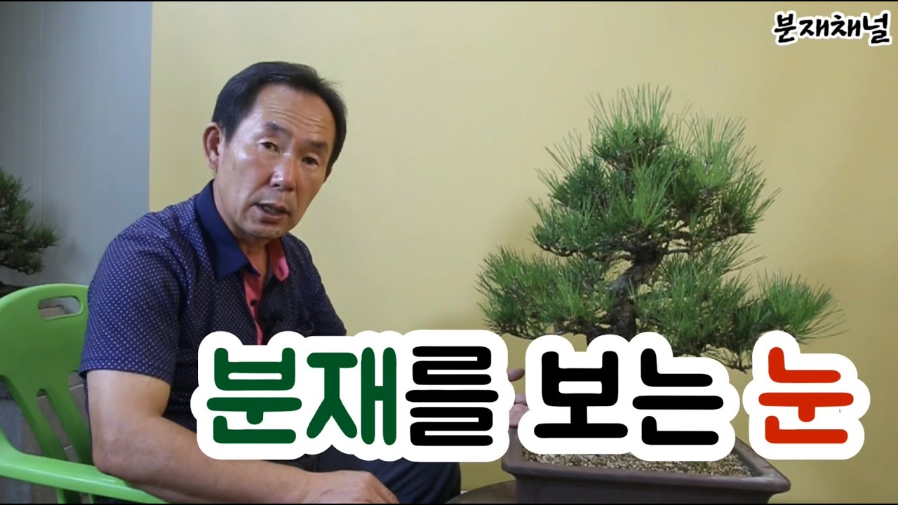 분재관리 20강  상품분재와 작품분재의 차이(2019/10/ 05)