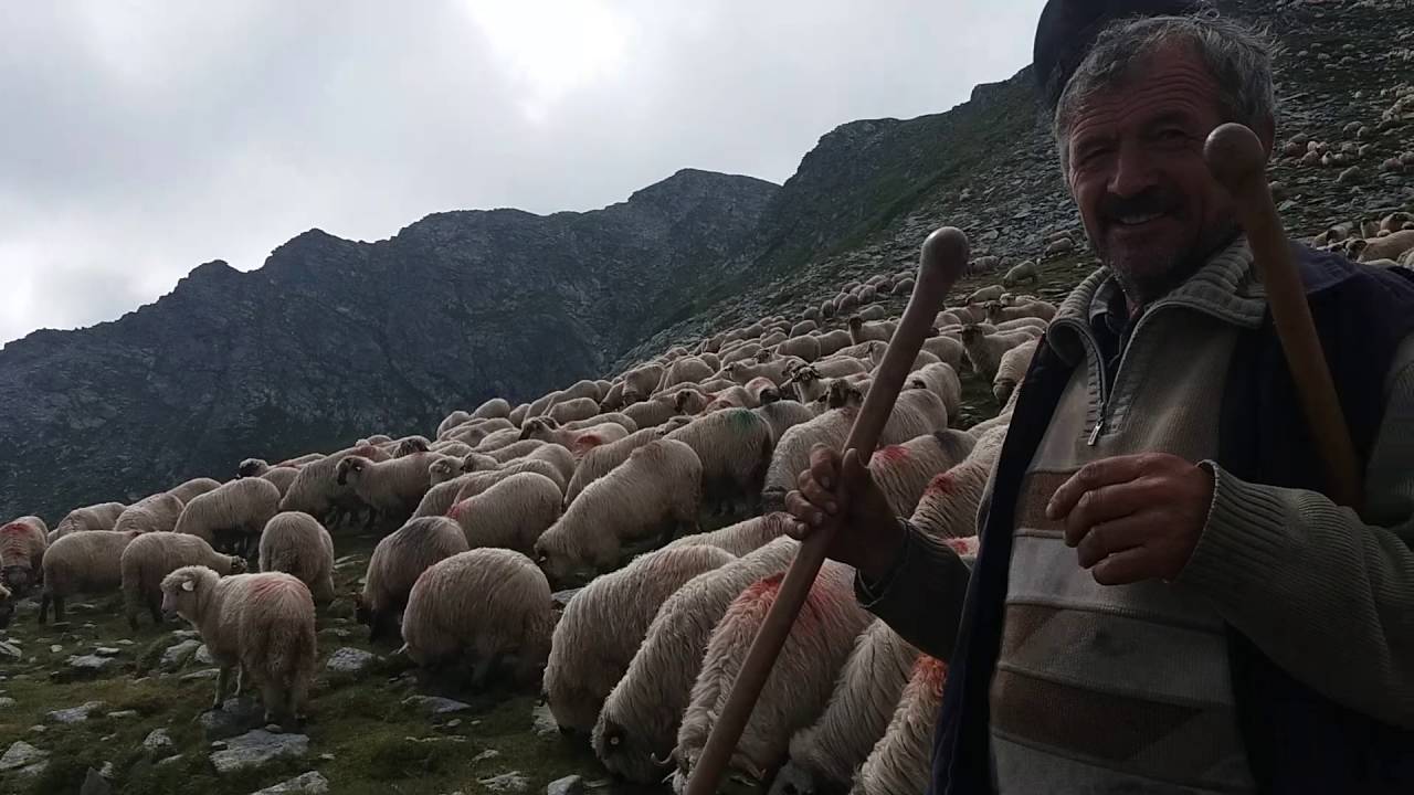 Coboram oile din Stâna Mare. Cu ciobani Sonel şi V