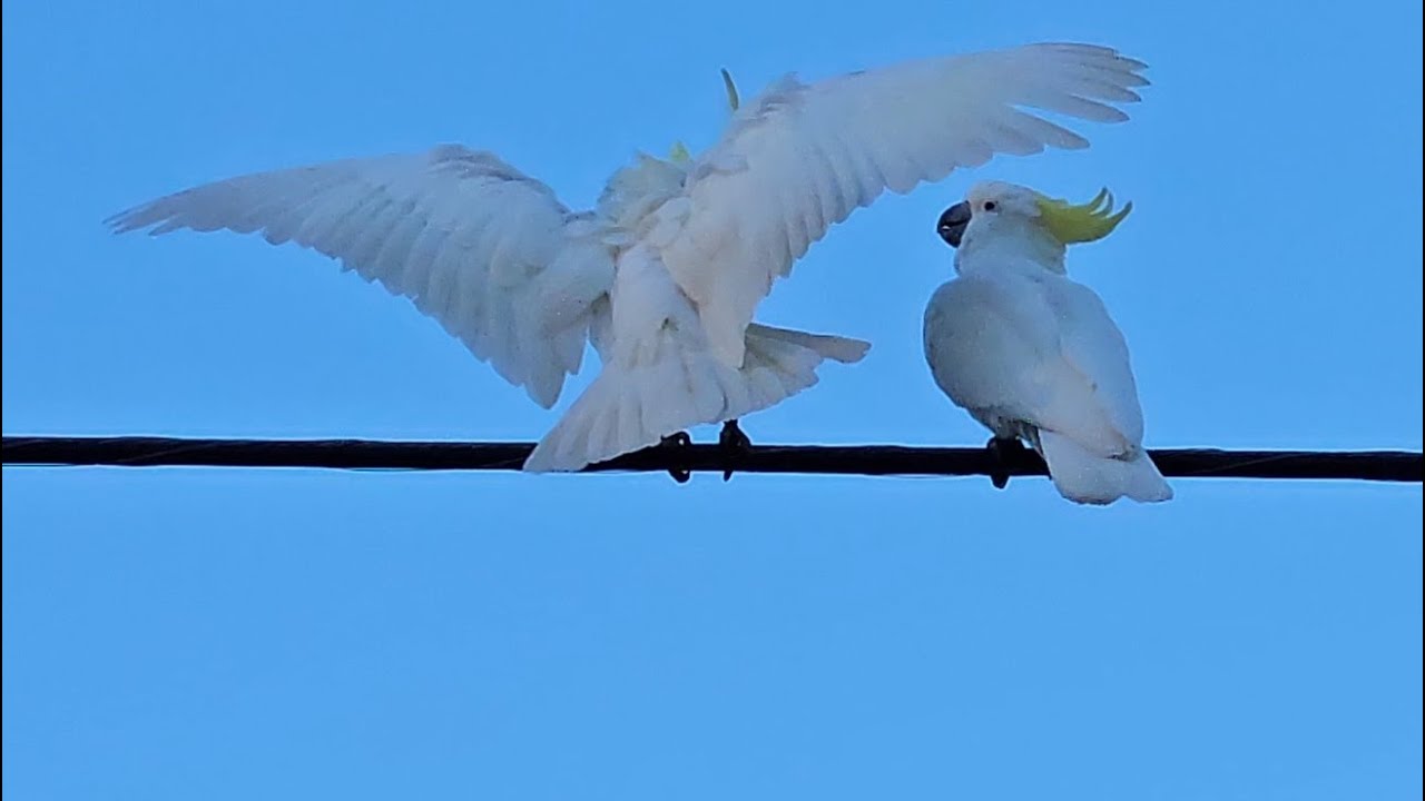 Cockatoos resolving conflict #cockatoolife #funnybirds #birdsofaustralia #birdlovers #naturelovers