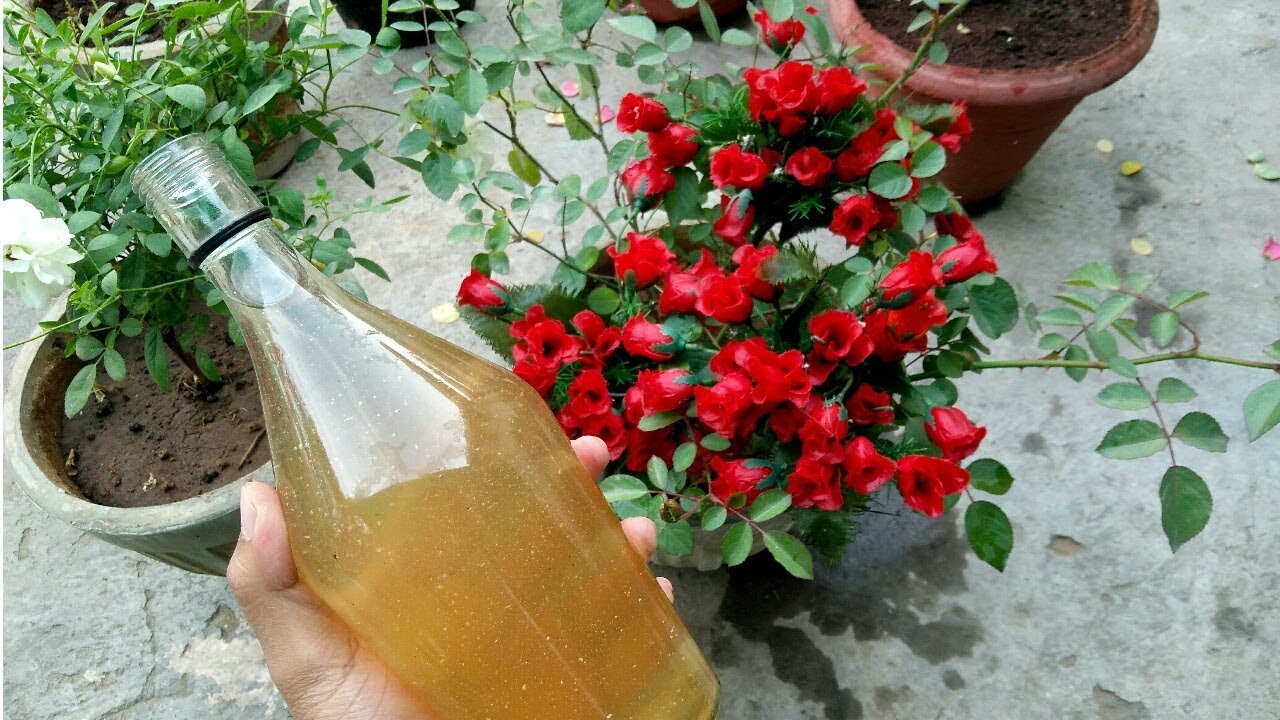ADD THIS TO YOUR ROSES AND YOU WILL BE SHOCKED