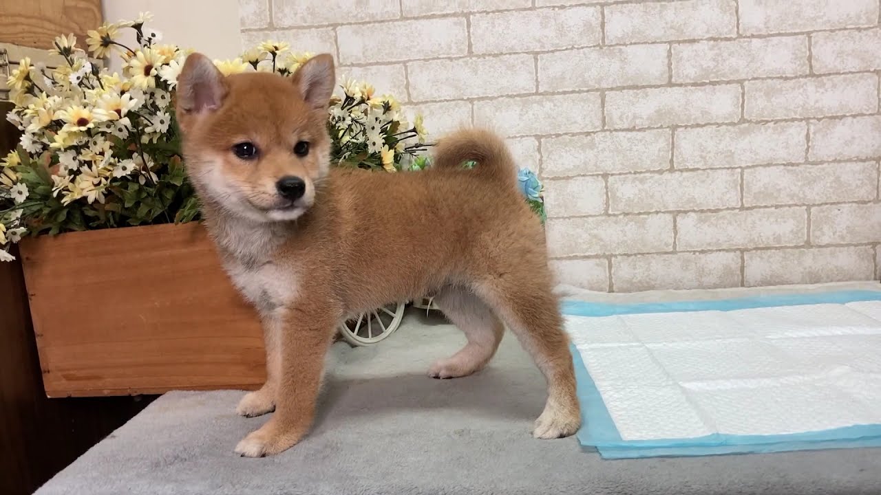 Red Shiba Inu Emory - PuppyFor.Me