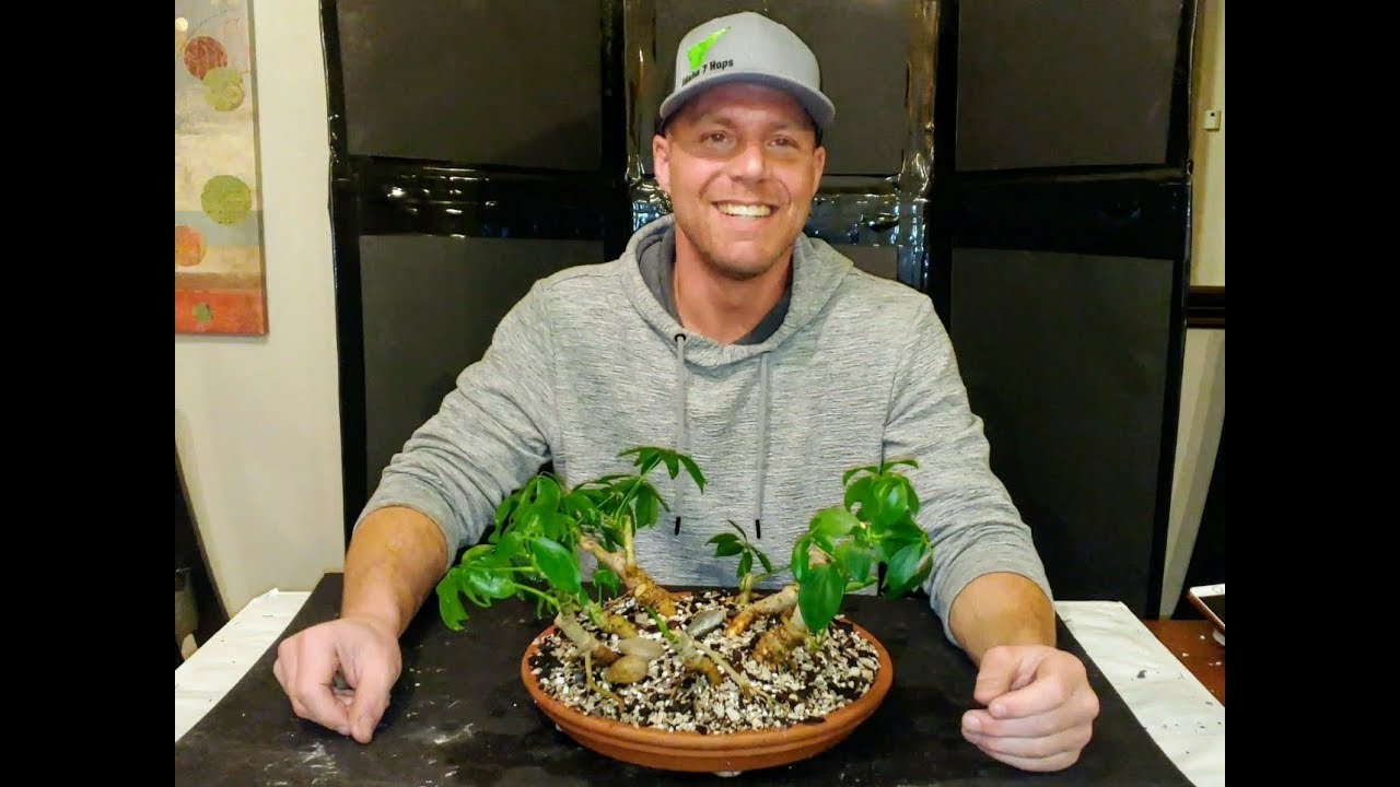 Schefflera clump bonsai - Repotting and root pruning