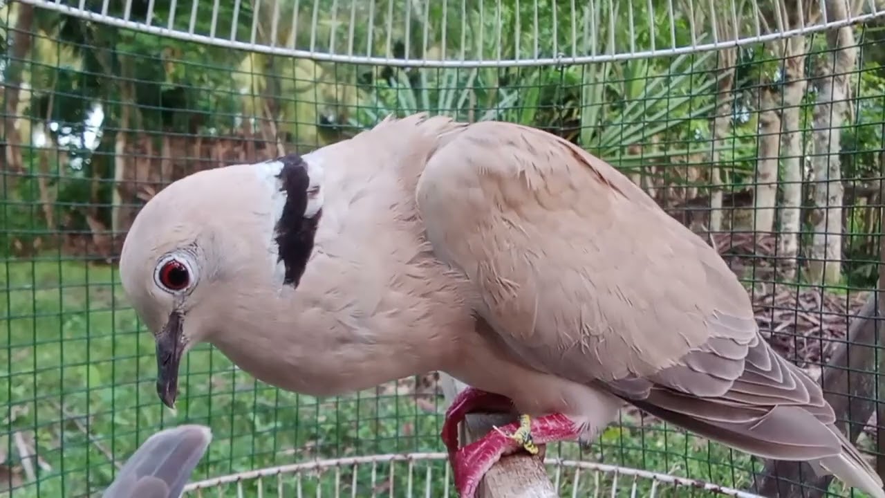 Suara Ini Paling Disukai Burung Puter Bunyi Unik Suara Berkumandang