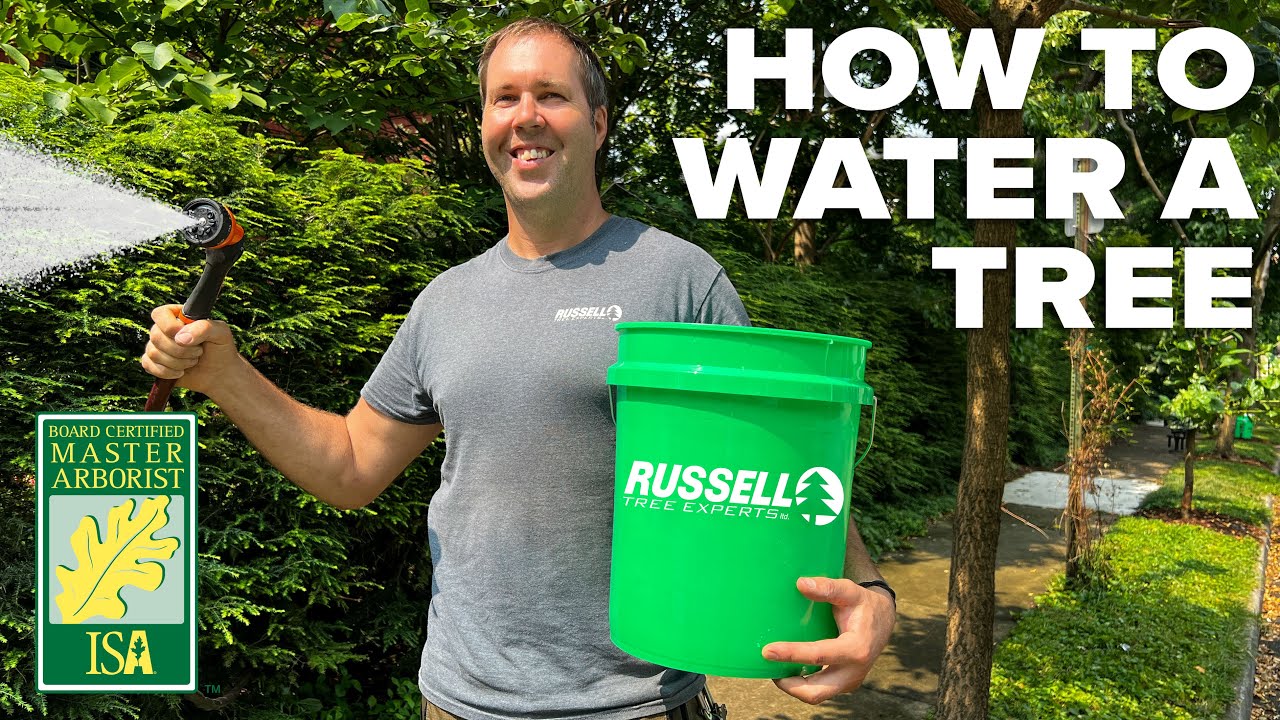 How to Water a Tree