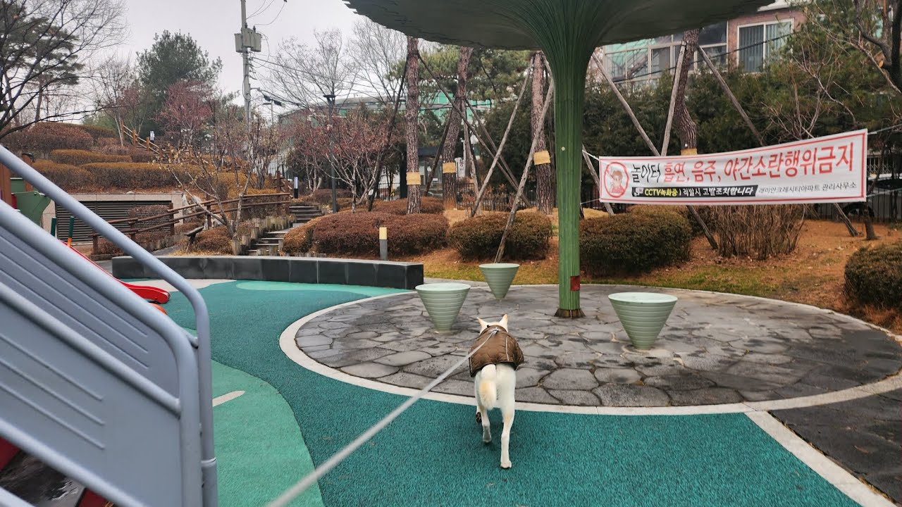 두부(진도개)의 479일차 아침산책 