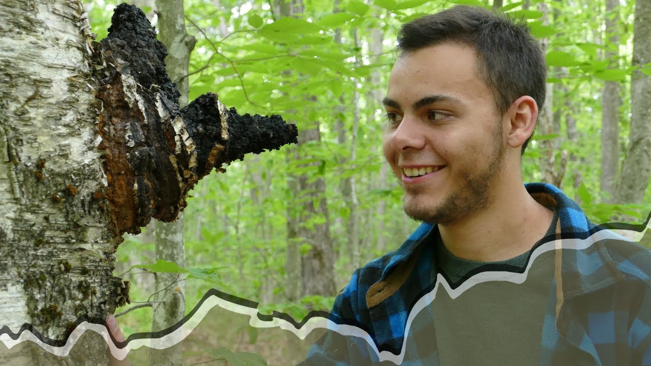 Forever Wild Chaga: The Unfiltered Ecological Truth about Nature's most Enigmatic Fungus