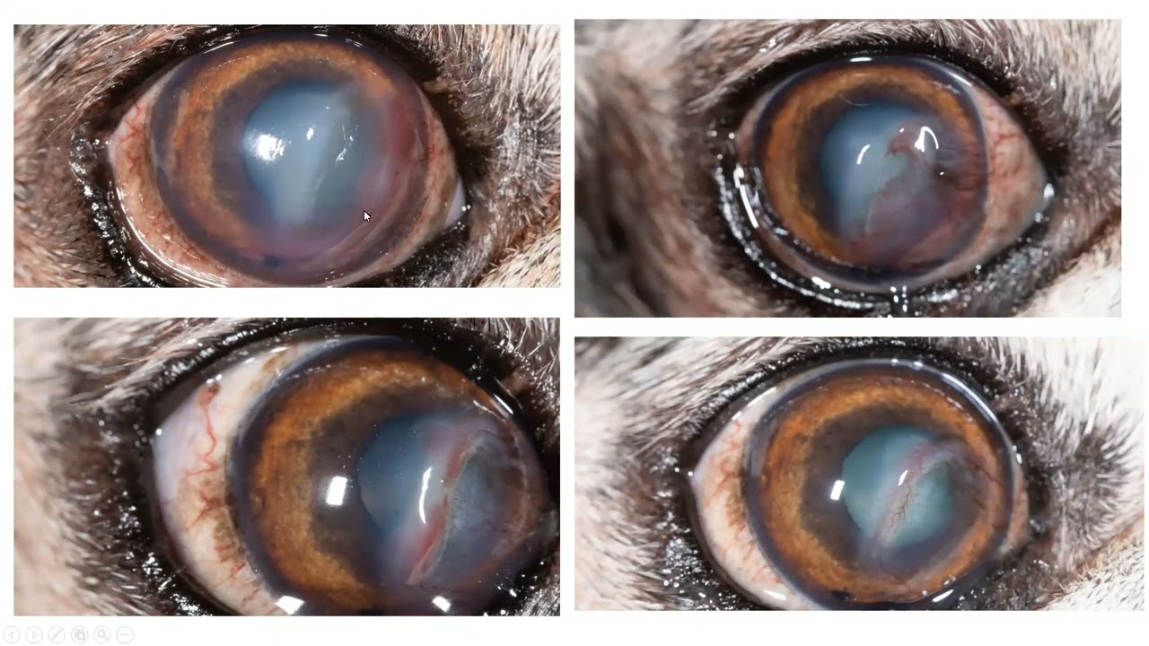 'Tis but a scratch: Conquering corneal ulcers in dogs and cats