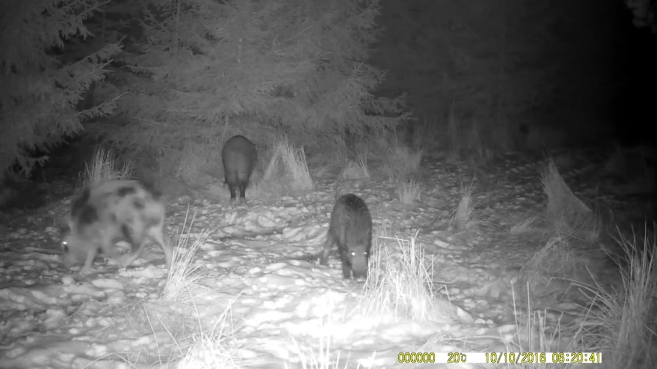 FOTOPAST MORAVA 1, 3/2026 #nature #myslivost#JAGD#woods#POLOWANIE#HUNTING#krásná příroda#CHASSE