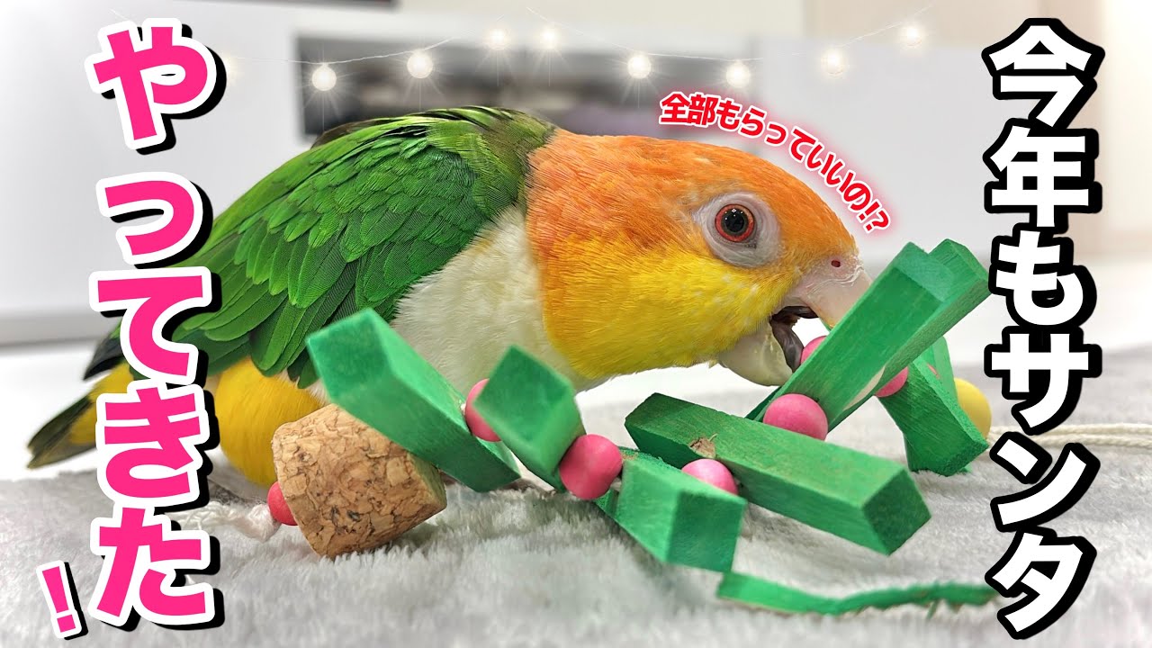 鳥と過ごすおうちクリスマスが幸せな時間すぎました…｜おもちへの御礼【シロハラインコ】