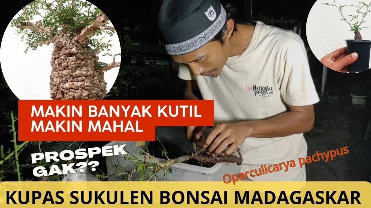 PARAH! KUPAS TANAMAN MADAGASKAR Operculicarya pachypus || BONSAI SUKULEN AFRIKA