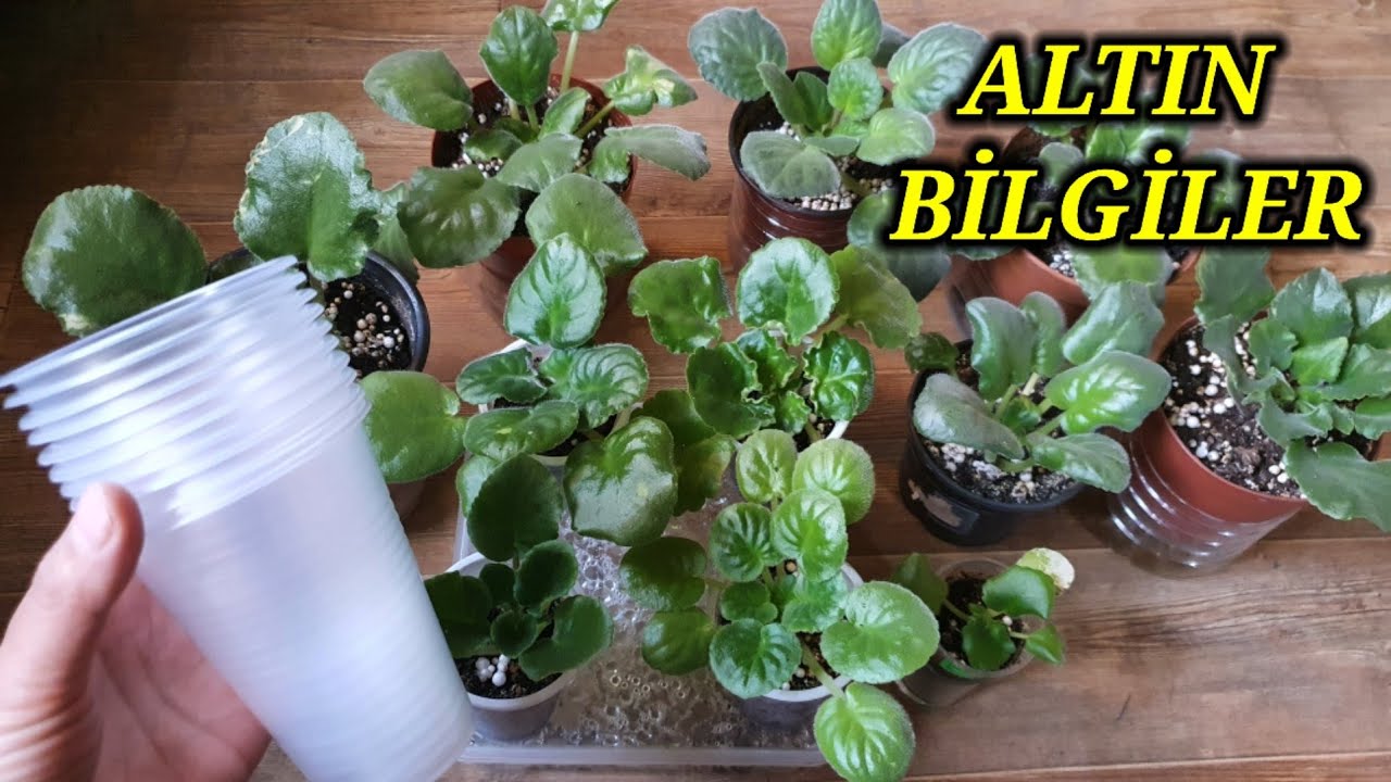 Altın kural! 🤔menekşeler ne zaman daha büyük bir saksıya dike bilirsiniz✅önemli bilgiler.