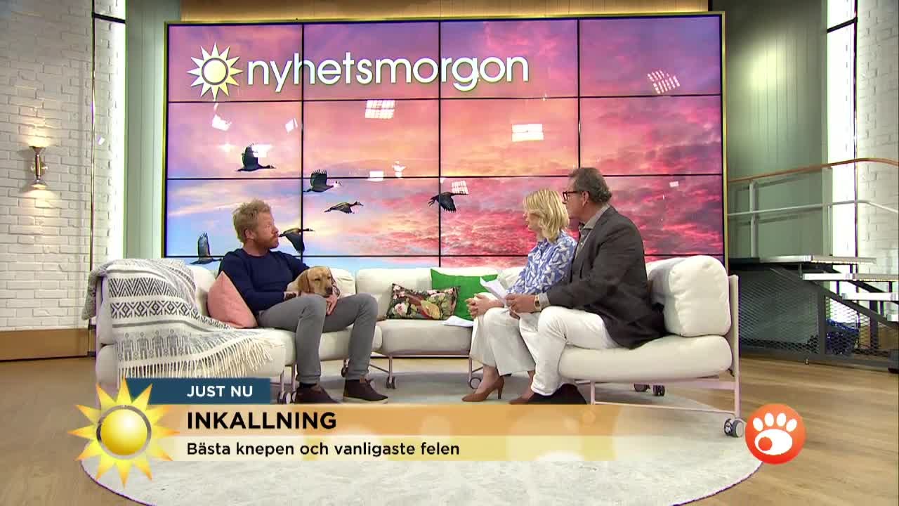 Lilla Nymo tränar inkallning - bästa knepen - Nyhetsmorgon (TV4)