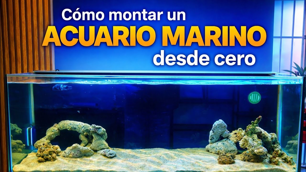 COMO MONTAR UN ACUARIO MARINO