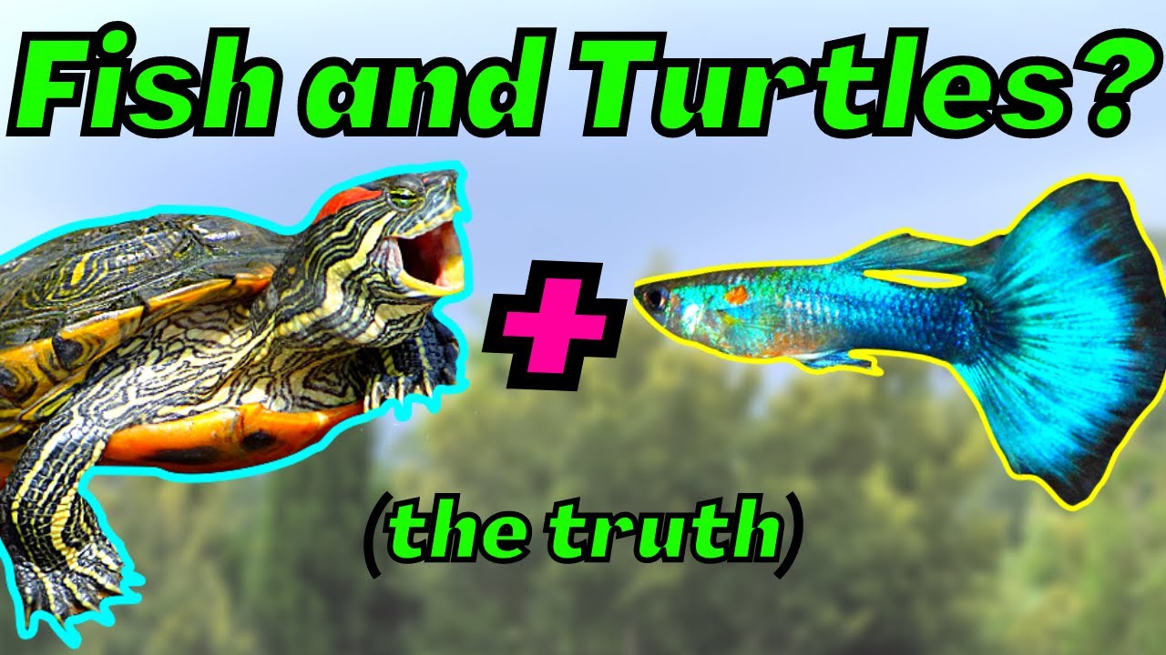 Могут ли рыбы уживаться с черепахами!? - Turtle Tankmates