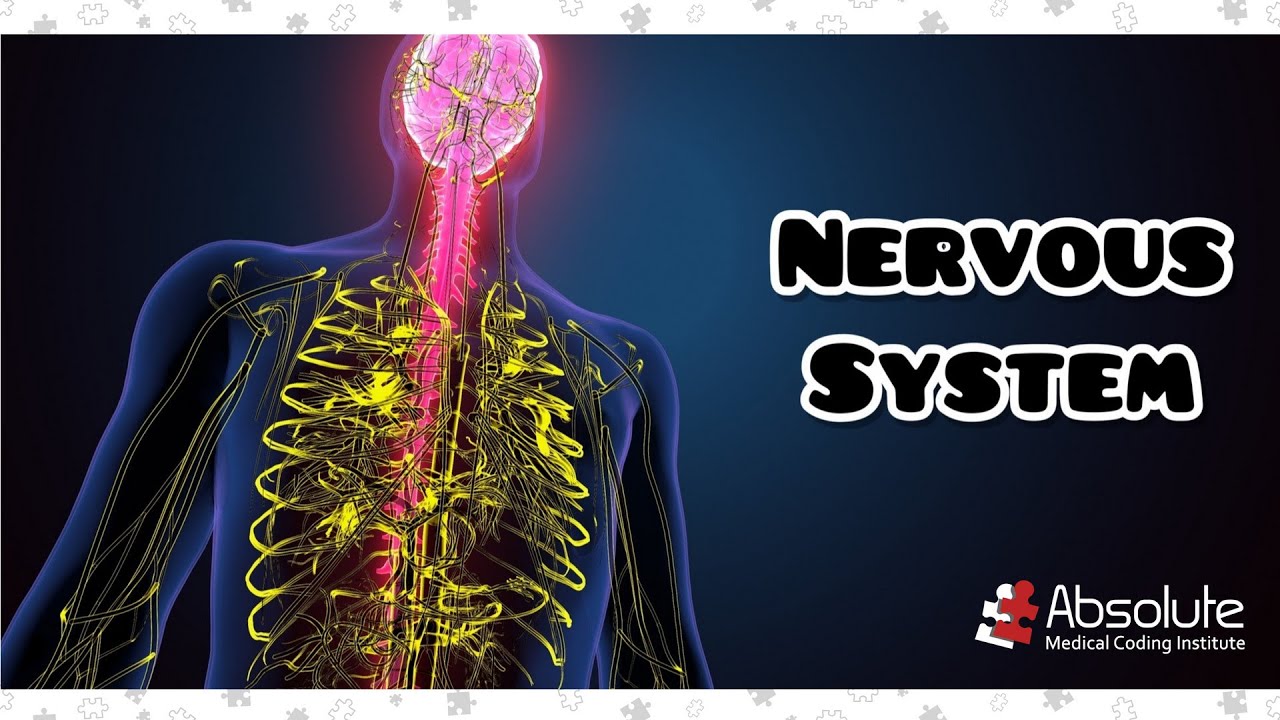 Nervous System (and more) CPT Medical Coding for the CPC and CCS Exams - Re-released