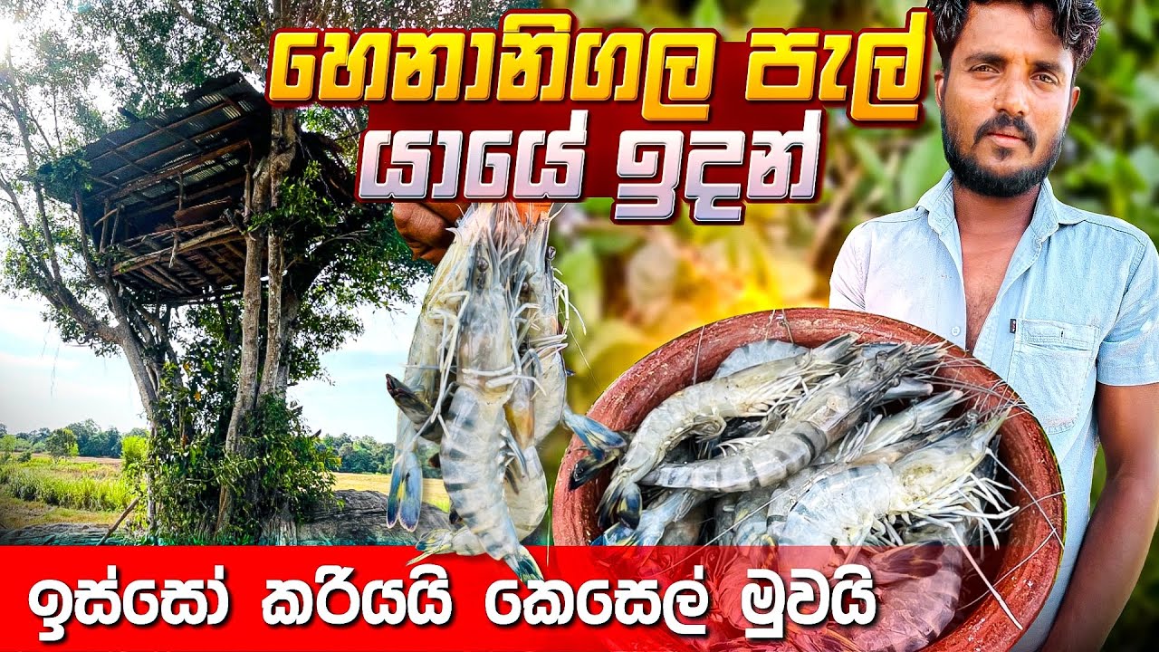 හෙනානිගල පැල් යායේ ඉදන් ඉස්සෝ කරියයි කෙසෙල් මුවයි #villagelife 