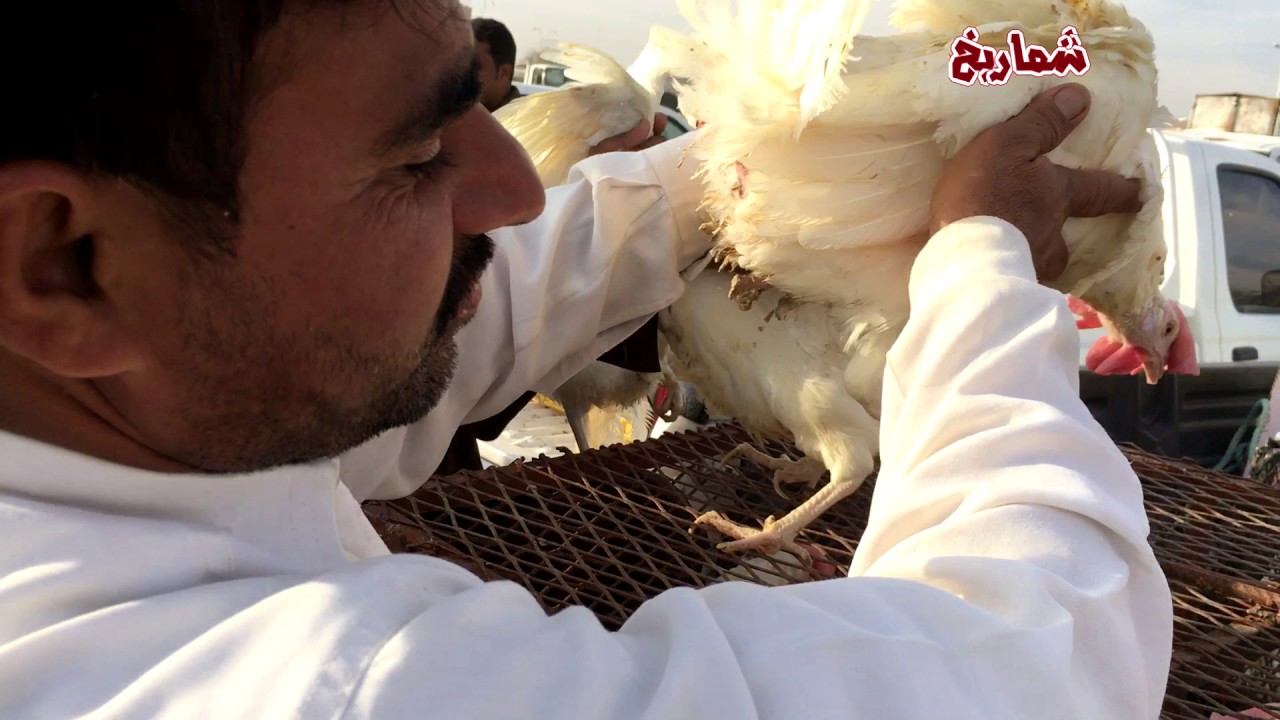 جولة قصيرة في حراج الطيور بعنيزة