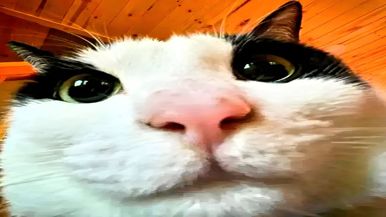 Supermarket Together