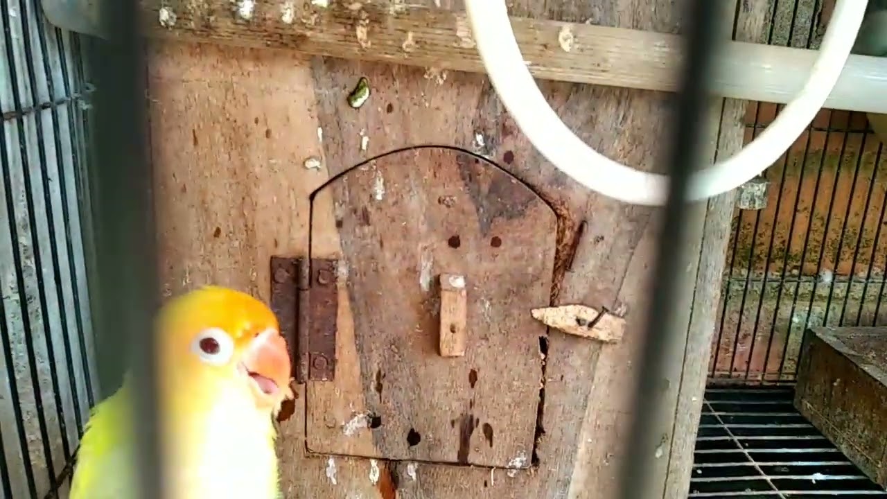 Spill Lovebird PAUD loloh induk, sudah keluar bulu semua