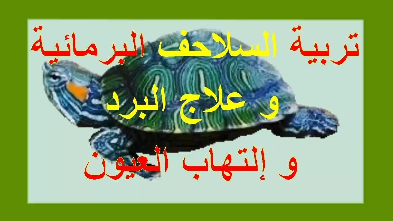 تربية السلاحف البرمائية و علاج إلتهاب العيون و البرد