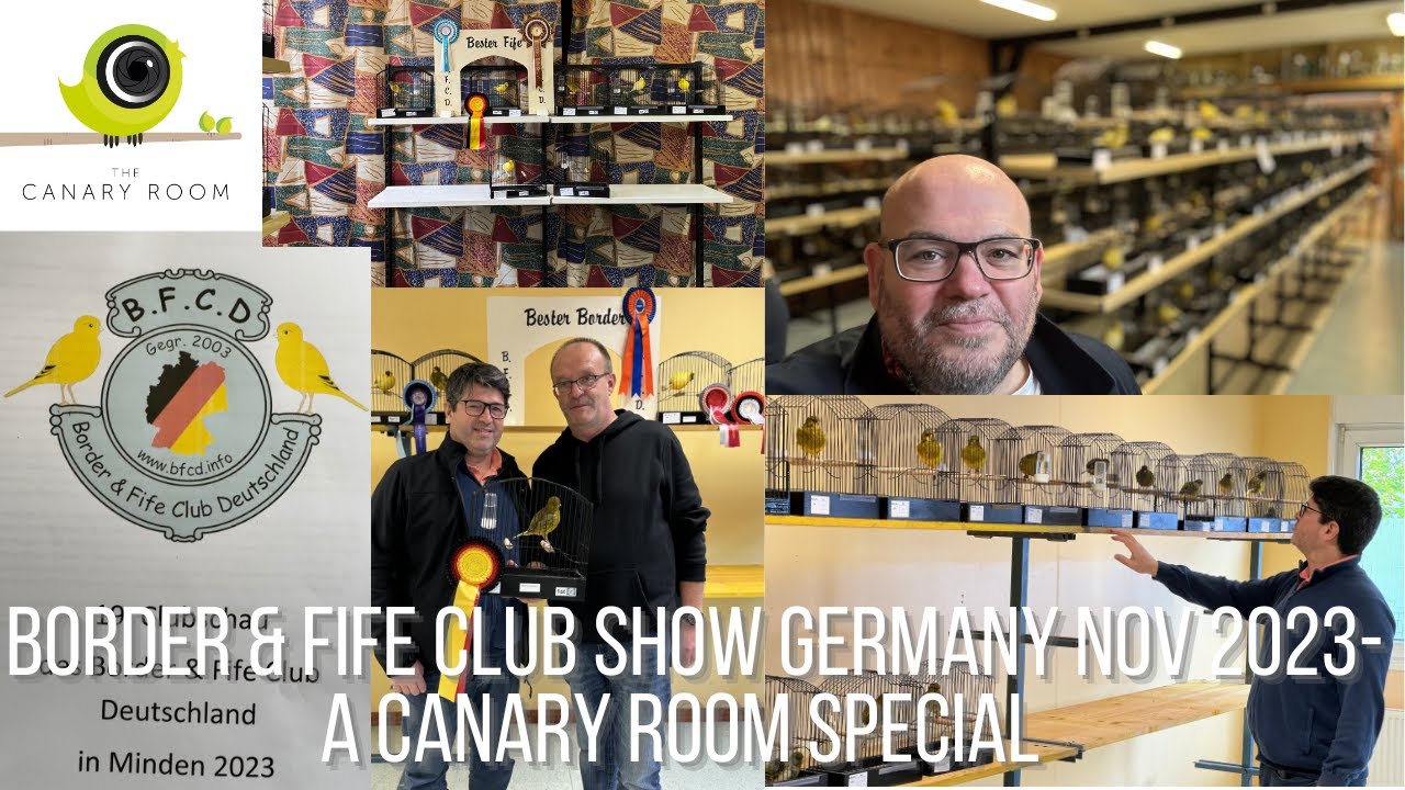 The Border and Fife Show of Germany 2023 Club Show - A Canary Room Special