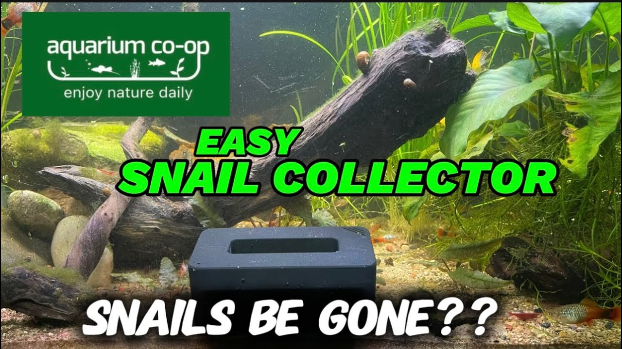 Aquarium Co-Op Easy Snail Collector Tested: Is It Worth It?