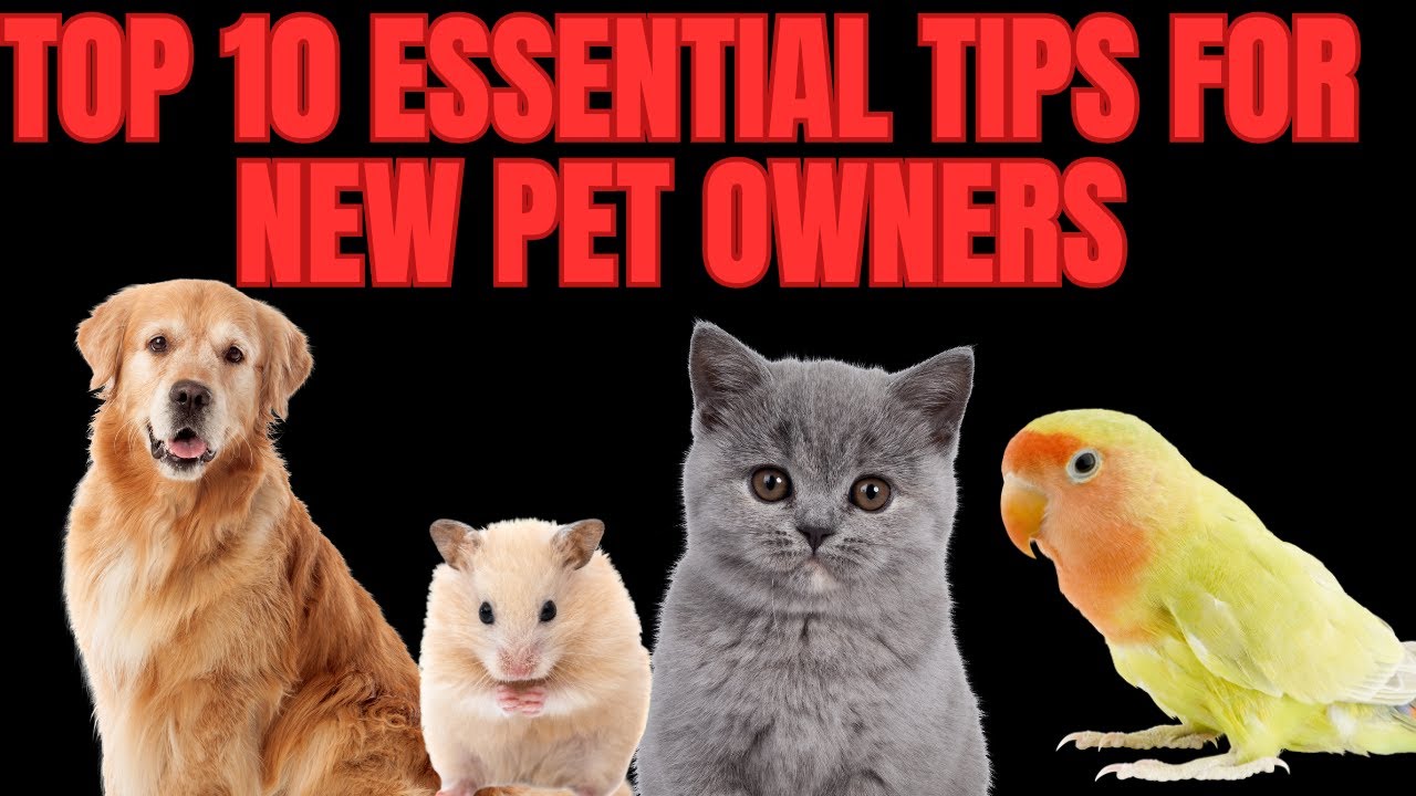 Top 10 Essential Tips for New Pet Owners