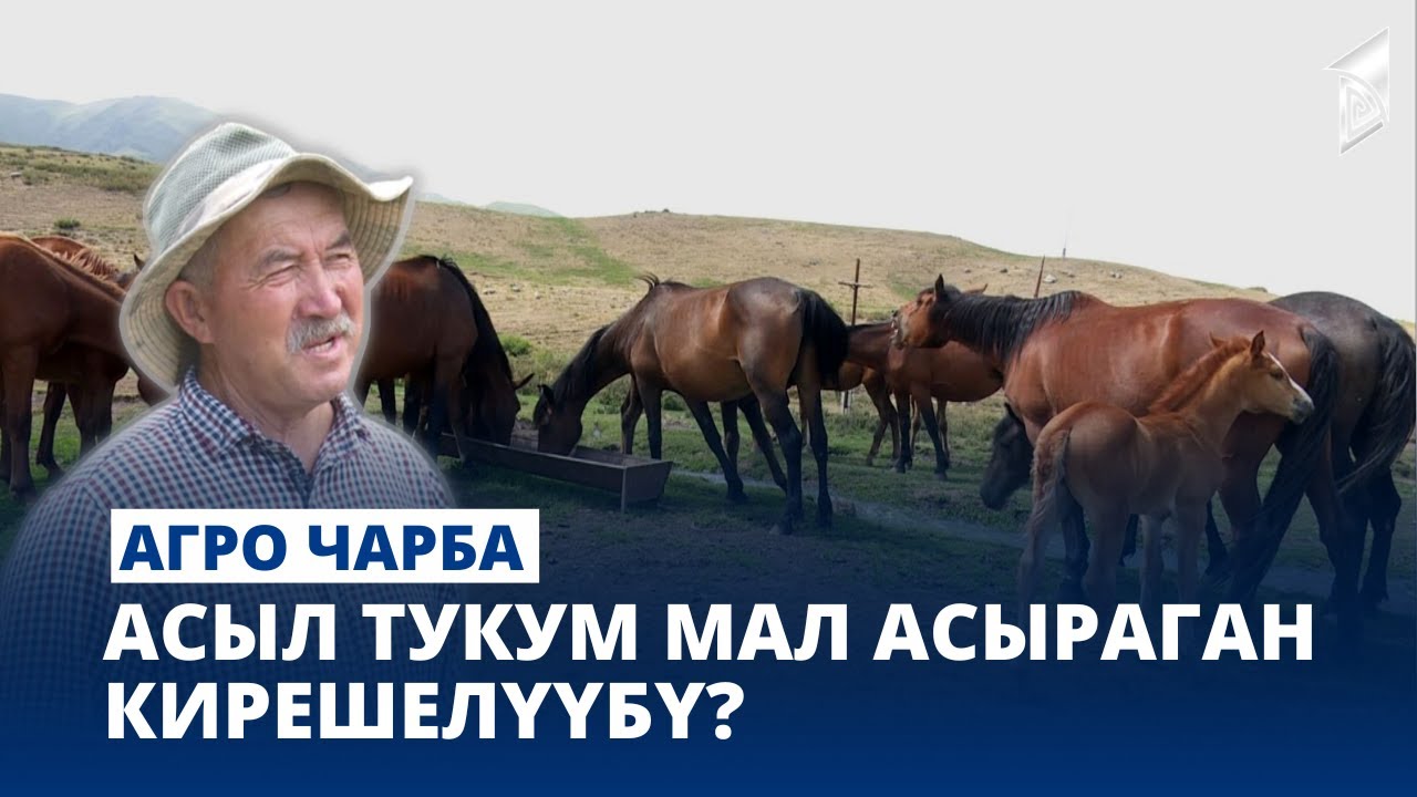 Асыл тукум мал асыраган кирешелүүбү? // АГРО ЧАРБА