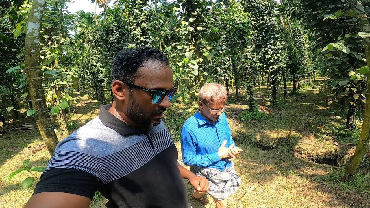 HOW TO GROW BLACK PEPPER IN ARECANUT FARMING| CHANDRAGIRI PLANTATION IN PUTTUR