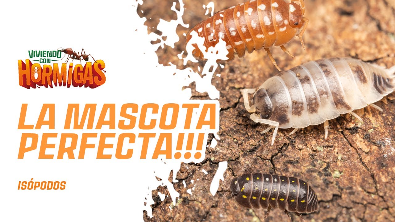 Mi coleccion de Isopodos, la mejor mascota que existe!!!
