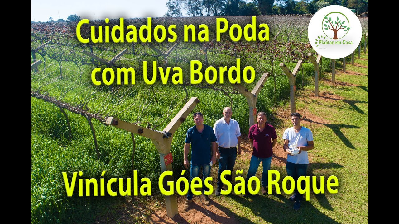 02 Uva Bordo no Campo de Videiras do Vinho Góes em São Roque