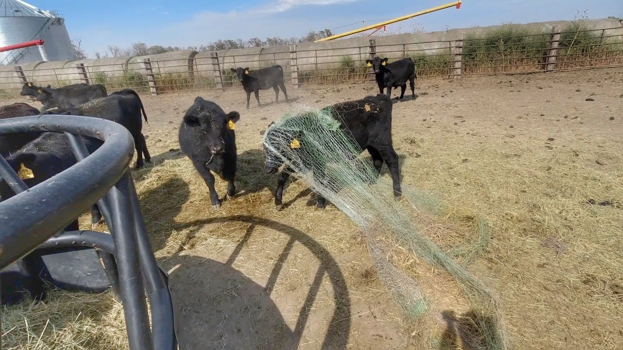 Sonne Farms Best! 2022 Part 2