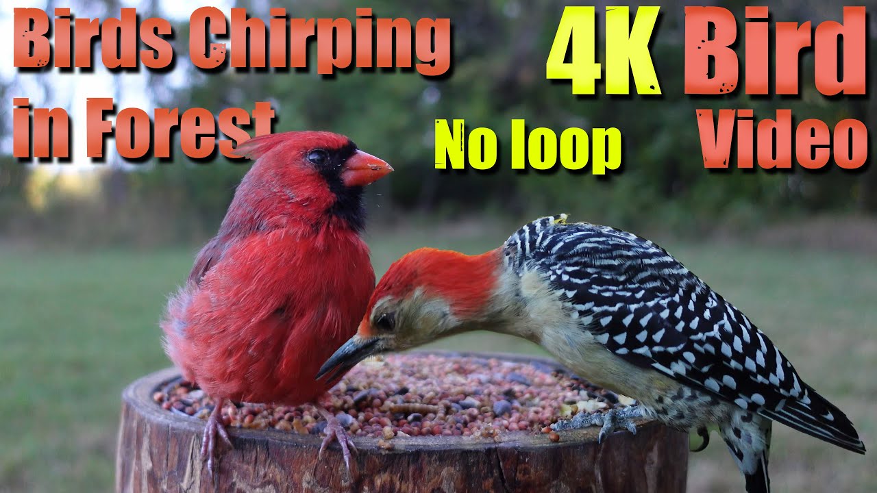 Birds Singing in the Woods, CatTV, Relaxing Sound for Separation Anxiety, DogTV