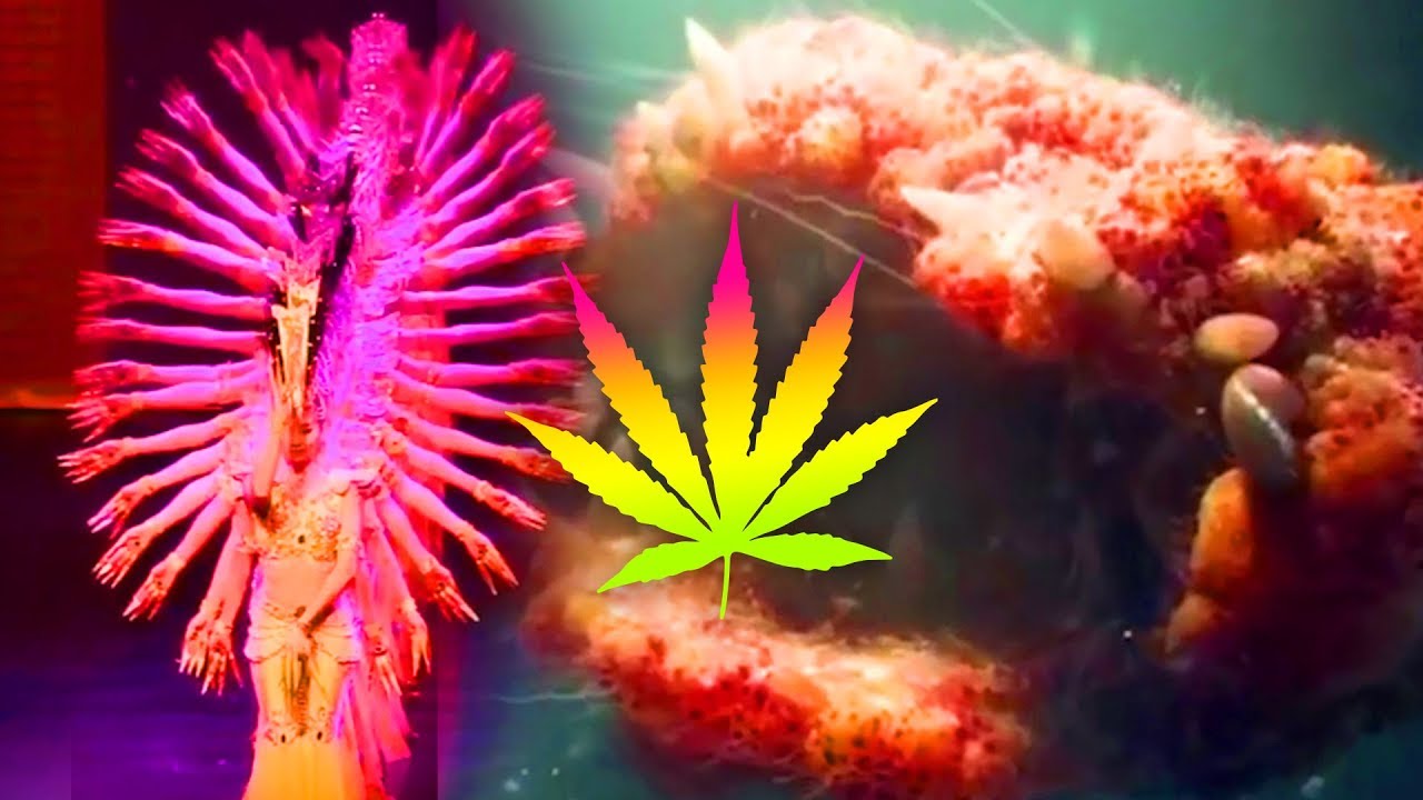WATCH WHILE HIGH! TRIPPY VIDEO COMPILATION #17 ★ StonerVids