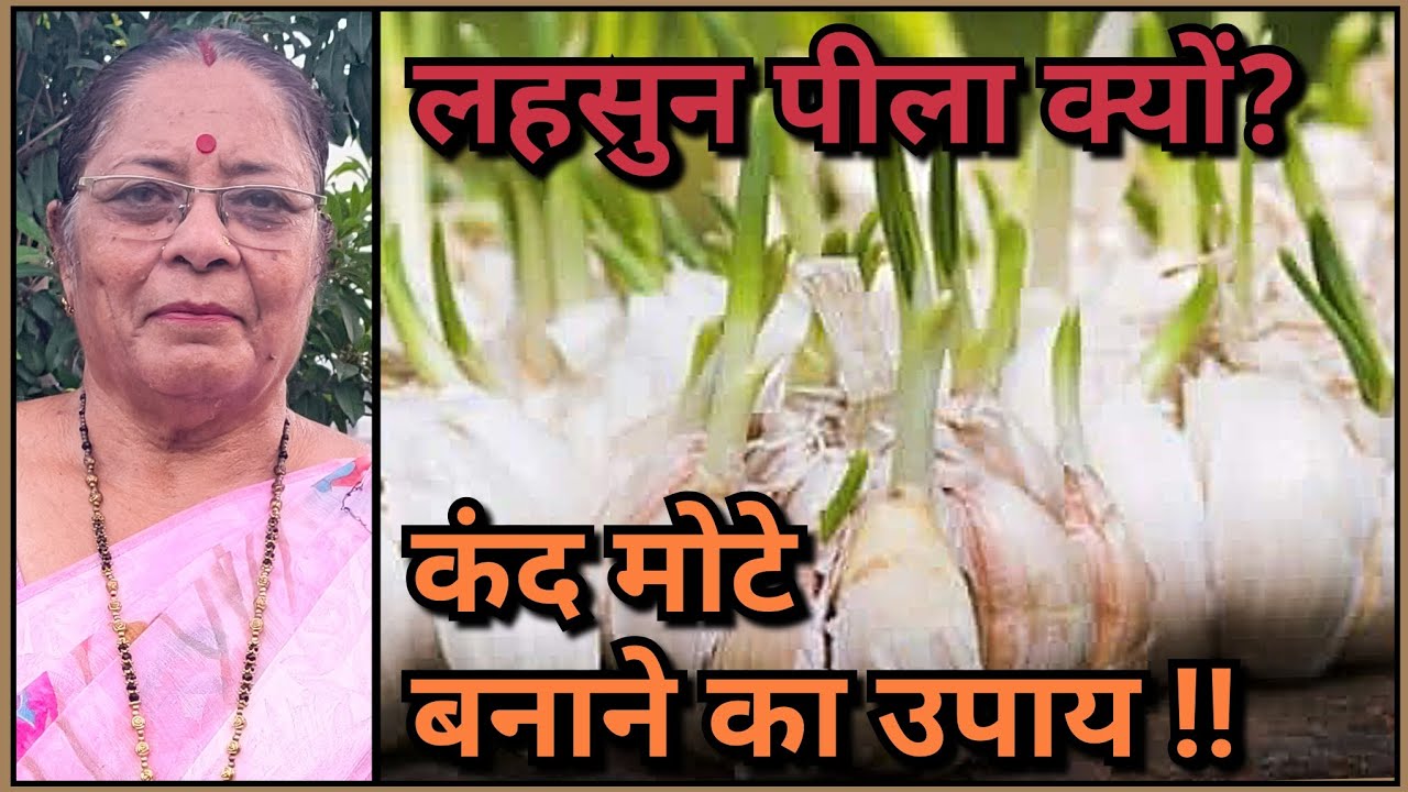 क्या आपका लहसुन पीला पड़ रहा है? ग्रोथ नहीं पकड़ रहा? कंद छोटे हैं? तो ये काम जरूर करें