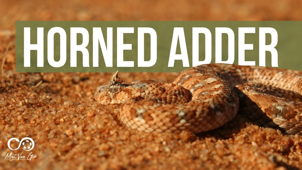 Horned Adder (Bitis caudalis) | Herping South Africa