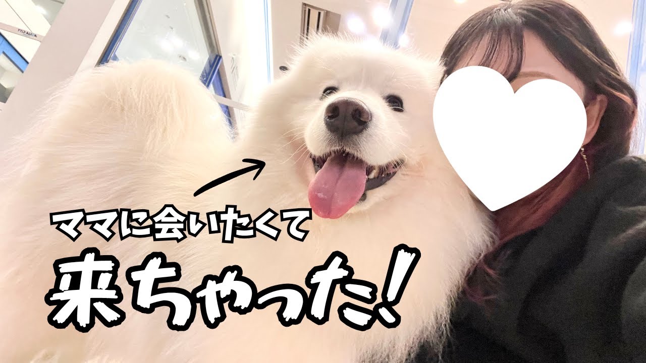 ママのお迎えにサモエドを連れてってみたらこうなりました