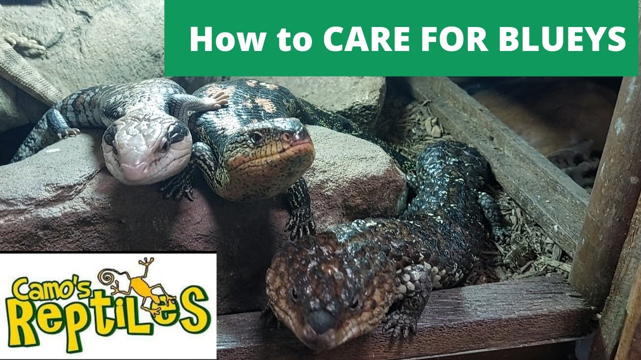 Blue Tongue care (and other similar species: Shinglebacks, Blotched Blue Tongues, Cunningham's, etc)